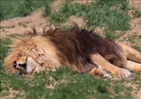 The Lion Sleeps Tonight