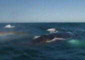 Wal erzeigt Regenbogen
