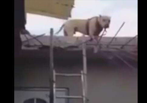 Der Hund auf der Leiter