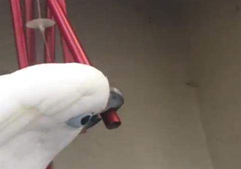 Kakadu mag das Windspiel