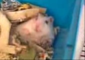 Der Horror Hamster
