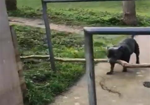 Wenn der Stock mal wieder zu lang ist