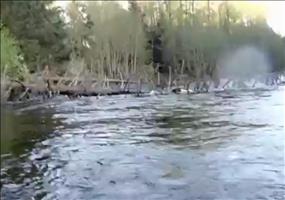 Neulich beim Angeln - Adler klaut Fisch