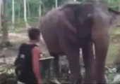 Kleiner Klaps vom Elefanten - FAIL