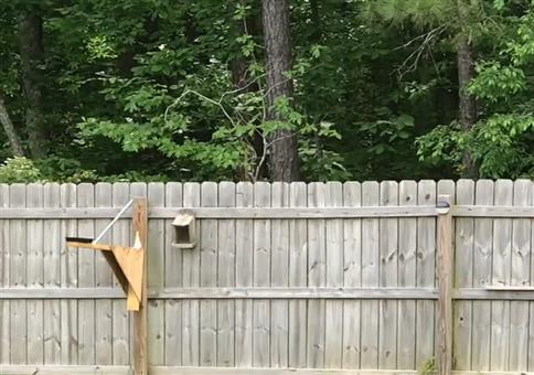 Wenn aus dem Eichhörnchen ein Flughörnchen wird