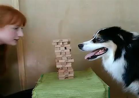 Hund spielt Jenga