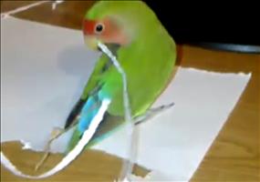 Vogel findet seinen eigenen Schwanz zu kurz