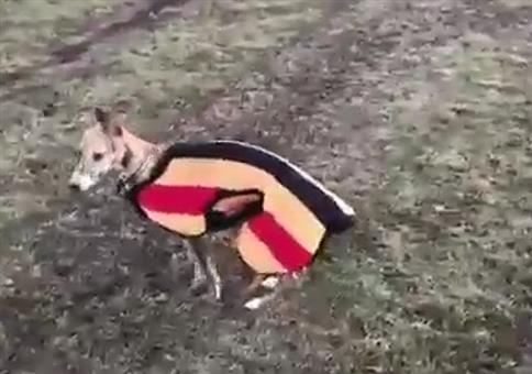 Bobby rennt gerne Pferden hinterher