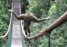 Beeindruckender Balanceakt eines Affen