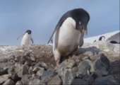 Kriminelle Pinguine