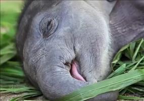 Kleiner Elefant macht Mittagsschlaf
