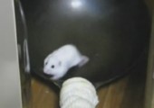 Da wird doch der Hamster in der Pfanne verrückt