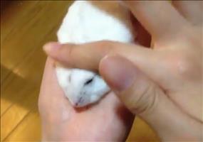 So macht man einen Hamster platt