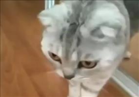 Katze realisiert ihr Dasein
