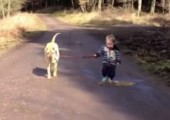 Kind führt Hund Gassi