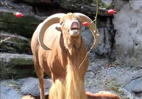 AHHHHHH ich faaaaalle