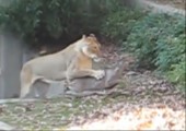 Reh entkommt Löwe im Zoo