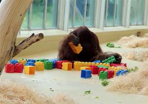 Affe spielt mit Lego