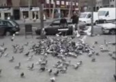 Tauben fangen