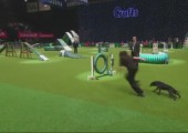Hunde Agility - Neulich auf der Hindernisstrecke