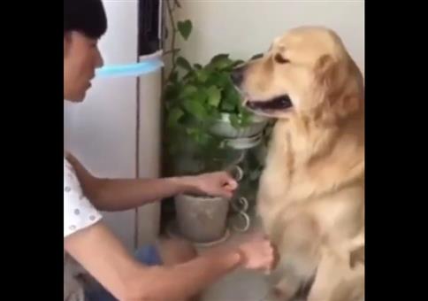 Wenn der Hund die falsche Hand gewählt hat