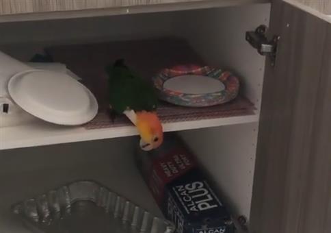 Das hält dieser Vogel von Einwegtellern