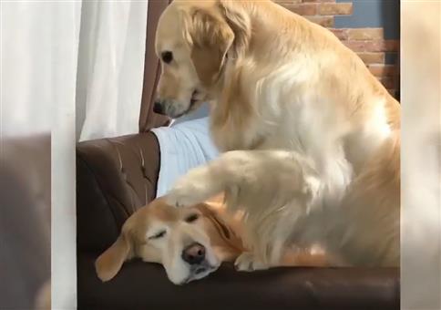 Hund anfassen und glücklich werden