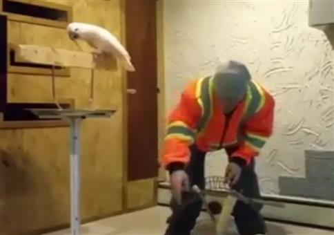 Papagei mit schmutzigem Schnabelwerk