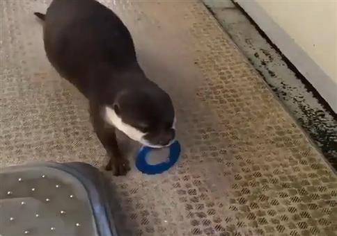 Otten holt Ring und schmatzt ab