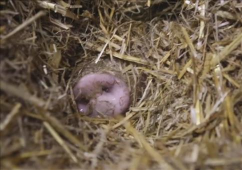 Guten Morgen liebes Schwein!