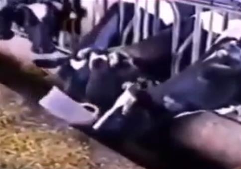 Einfallsreiche Kuh will mehr Futter
