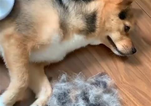 Wir basteln uns einen Hund aus Hundehaaren