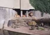 Löwen vs. Reiher im Zoo