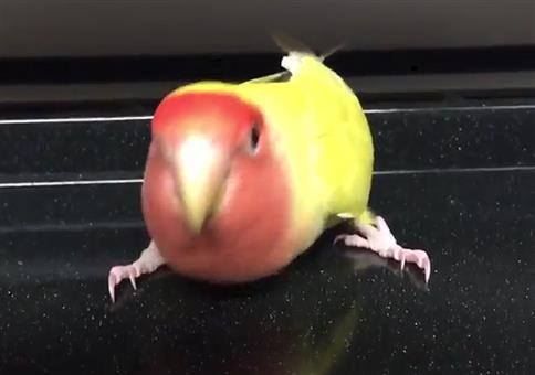 Der Vogel auf dem Backblech