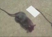 Irgendwas stimmt mit dieser Ratte nicht