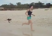 Baby Känguruh am Strand