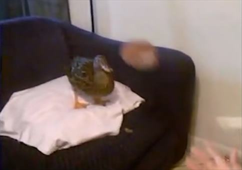 Ball mit der Ente spielen