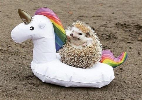 Hornoxe.com - Picdump #578