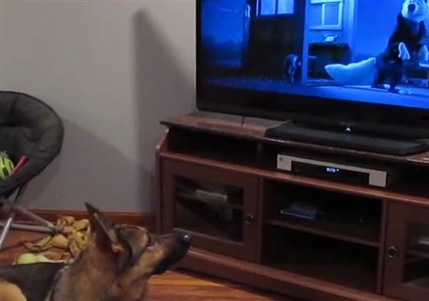 Zoomania ist echt zum heulen