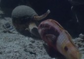 Schnecke mit Geheimwaffe auf Beutefang