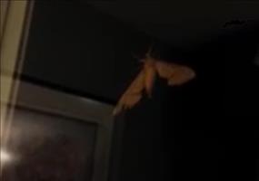 Riesige Motte am Fenster