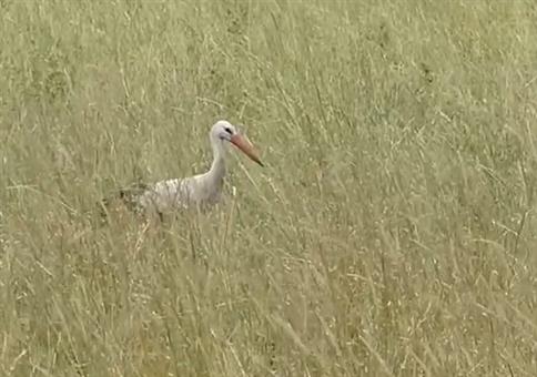 Dieser Storch feiert gleich seinen zweiten Geburtstag