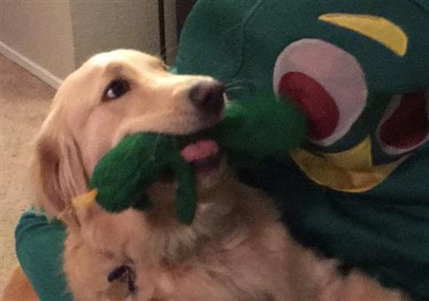 Herrchen verkleidet sich als Lieblingsspielzeug 