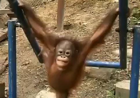 Kleiner Affe auf der Schaukel