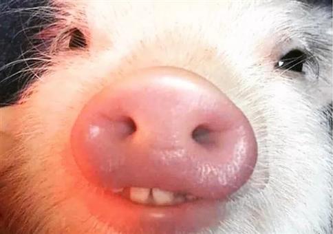 Hornoxe.com - Picdump #616