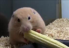 Da ist ein Haufen Platz in solchen Hamsterbacken