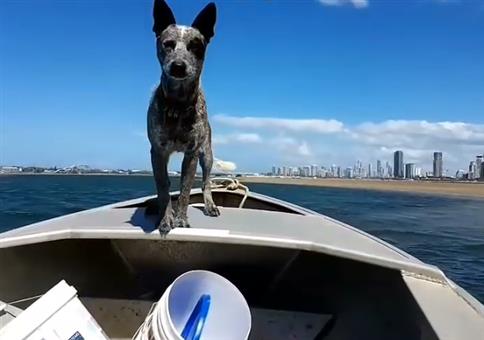 In Australien sind die Hunde sehr schnell