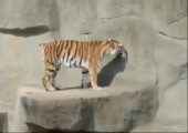 Vogel erschreckt Tiger