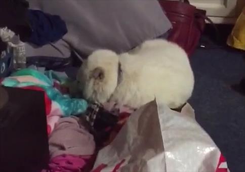 Wer lacht am schönsten?