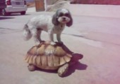 Hund reitet auf Schildkröte
